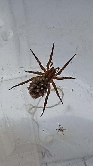 Однажды я поймала дома необычного паука...