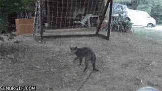 Кошачьи гифки Гифка, Ассорти, Кот, Длиннопост