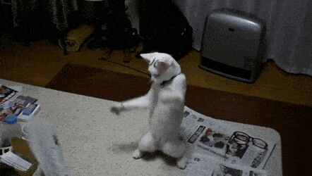 Кошачьи гифки Гифка, Ассорти, Кот, Длиннопост