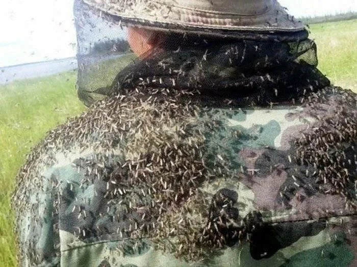 Место, где больше всего комаров и мошек. 10 фактов про Васюганские болота Земля, Планета Земля, Длиннопост