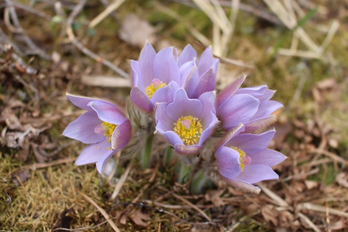 Гибриды прострела раскрытого и прострела весеннего.