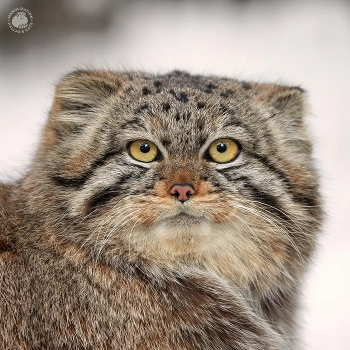 Авторы фото Виктория и Роман Пауловы. <a href="https://pikabu.ru/story/s_dnyom_rozhdeniya_evyata_12665091?u=https%3A%2F%2Fmanulization.ru%2Fmanuls%2Fdaughter-of-eve-2023-second%2Fphotos%2FvLwp4XwCvC2TnhpB&t=Manulization.ru&h=5b0ffddf3a1c1e47d2f2c4735efd8beaa3534a4c" title="https://manulization.ru/manuls/daughter-of-eve-2023-second/photos/vLwp4XwCvC2TnhpB" target="_blank" rel="nofollow noopener">Manulization.ru</a>