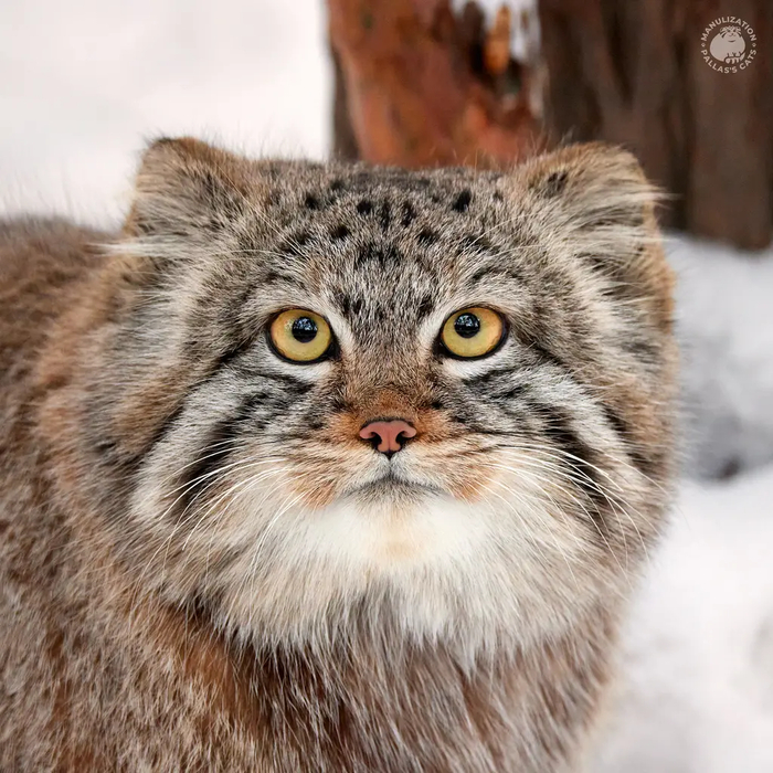 Авторы фото Виктория и Роман Пауловы. <a href="https://pikabu.ru/story/s_dnyom_rozhdeniya_evyata_12665091?u=https%3A%2F%2Fmanulization.ru%2Fmanuls%2Fson-of-eve-2023-iv%2Fphotos%2FpTIFBmrIBJLMKIjq&t=Manulization.ru&h=95215a128e03217d0ce59c6d95c38ef0e883446b" title="https://manulization.ru/manuls/son-of-eve-2023-iv/photos/pTIFBmrIBJLMKIjq" target="_blank" rel="nofollow noopener">Manulization.ru</a>