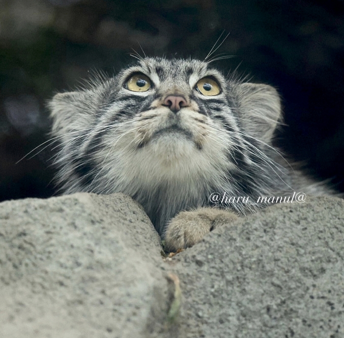 Что увидела Мей?