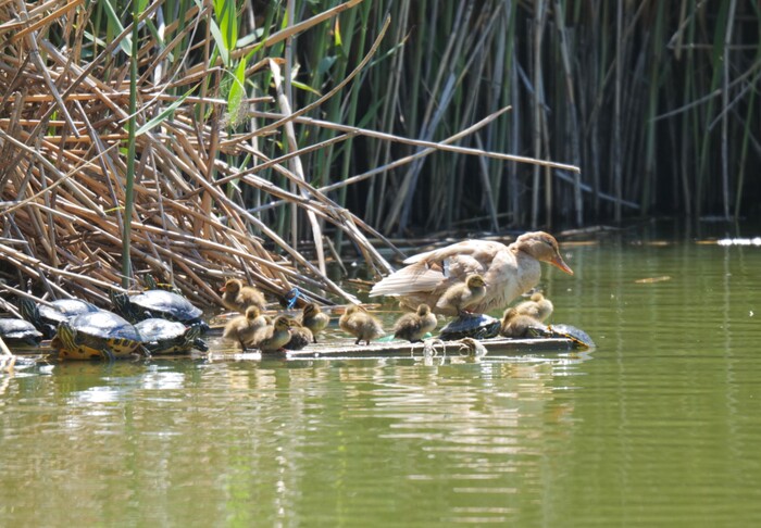 Черепахи и утята