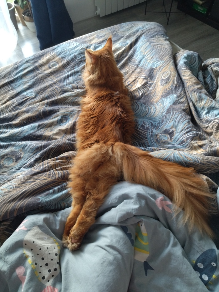 Рыжая жепка