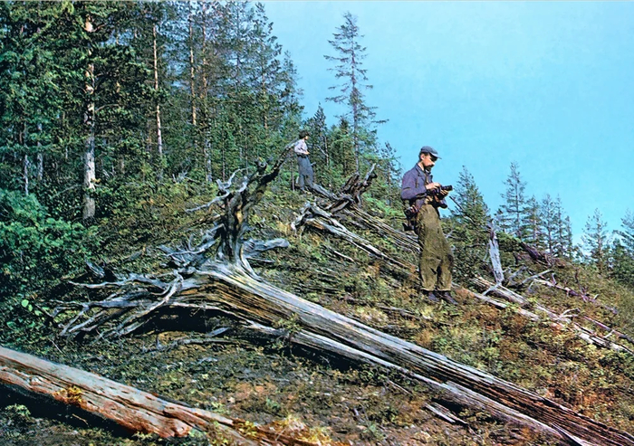 Окрестности места падения спустя 80 лет. Фото 1978 года