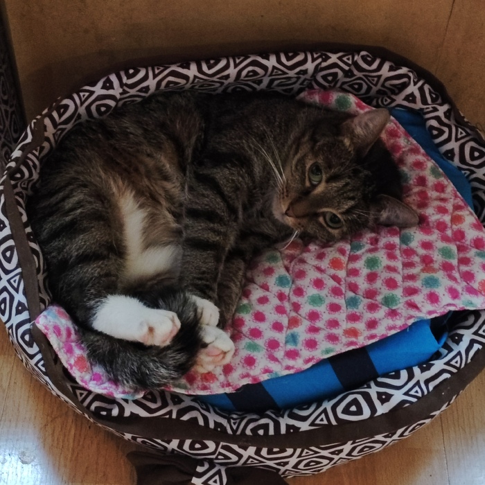 Скумбриевый к теплу не лежит...