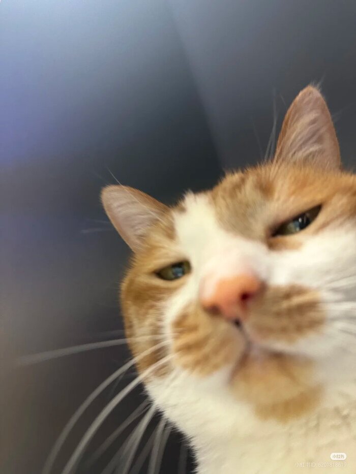 Когда случайно включил фронталку