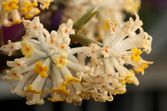   (Edgeworthia chrysantha).    <!--noindex--><a href="https://pikabu.ru/story/yedzhvortiya_bumazhnaya_12696118?u=http%3A%2F%2Fplantarium.ru&t=plantarium.ru&h=a99e55320aea562513d8f75971d3e7338d0dbe18" title="http://plantarium.ru" target="_blank" rel="nofollow noopener">plantarium.ru</a><!--/noindex-->