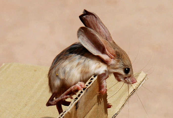 Ха-ха, картонная коробка в ипотеку. Лучше уж в норе жить!