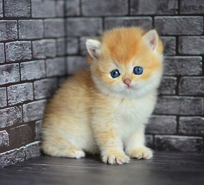 Подрастает My Mercedes