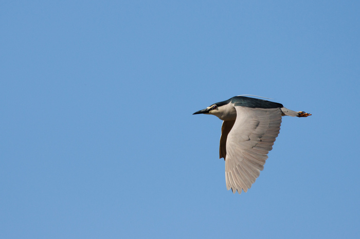 Целеустремленная кваква