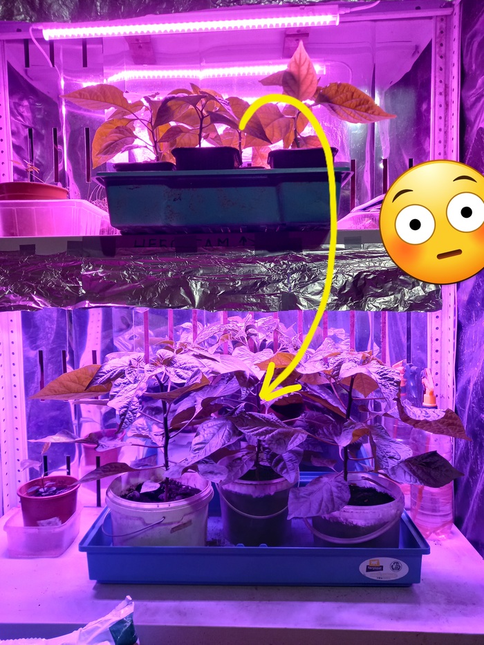 24 июля. К нам переехала оставшаяся у соседа рассада перчиков (они сверху) и семья воссоединилась.