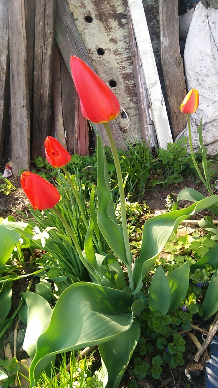 ����� ������,  ����� ���� ���������