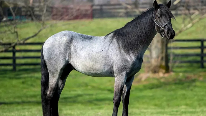 Лошадь сивой масти