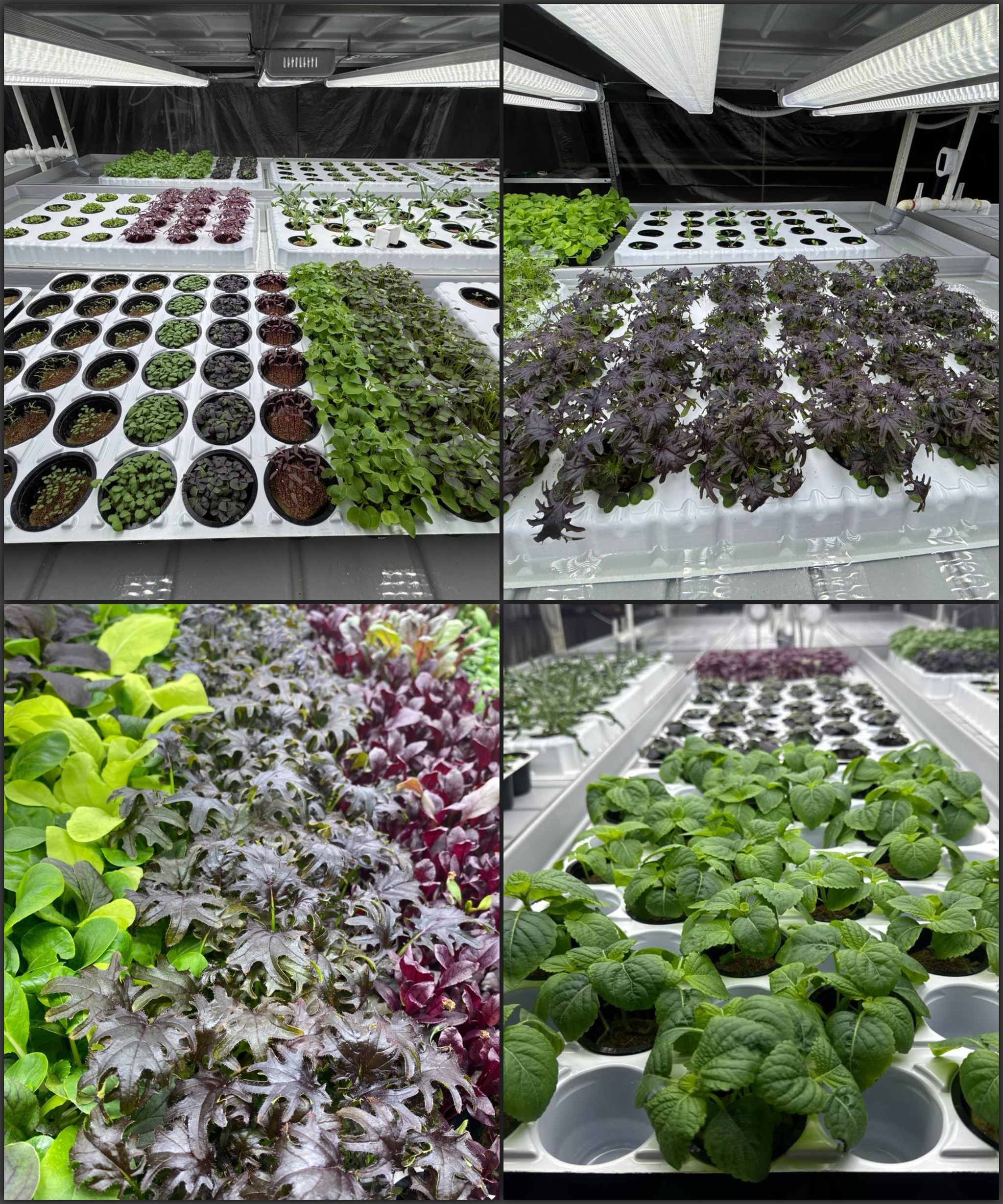 Vertical cultivation of flowers, greens, herbs, salads and vegetables in a city farm - My, Hydroponics, Microgreens, Vertical Truss, Production, Case, Result, Greenery, Salad, Spices, Strawberry (plant), Cucumbers, Longpost
