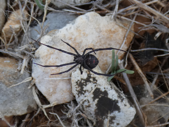 Вот еще один вариант чёрной вдовы. Как видите, на брюшке виднеется лишь еле-заметная красная полосочка.