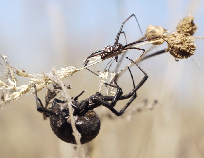 Важное уточнение: кусаются у каракуртов только самки! Просто сравните их размеры с мальчишками, и вы поймете, почему. У самцов тоже есть яд, но их хелицеры слишком слабы, чтобы прокусить человеческую кожу.
