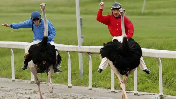 На страусах не только катаются верхом, но еще и устраивают гонки
