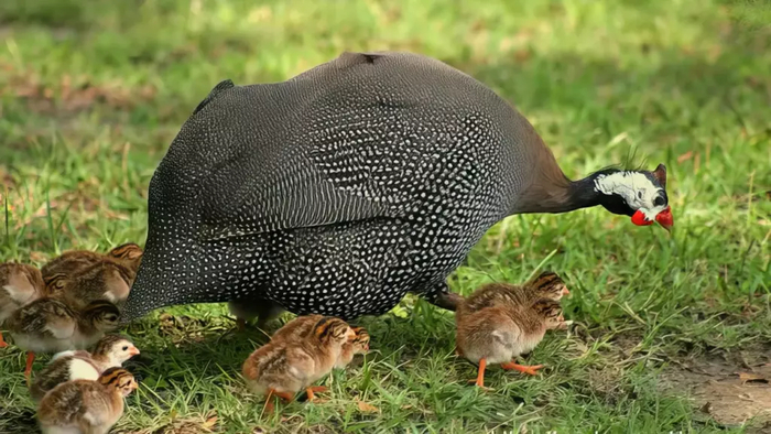 Цесарка с выводком