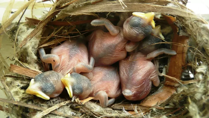 Трехдневные птенцы воробья