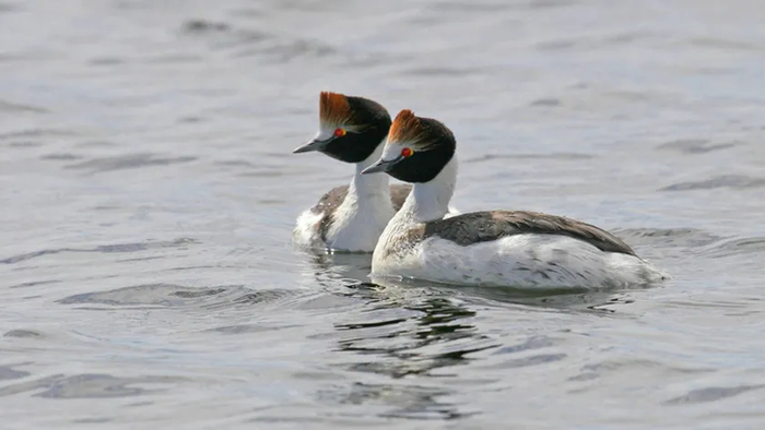 Чубатая (капюшонная) поганка