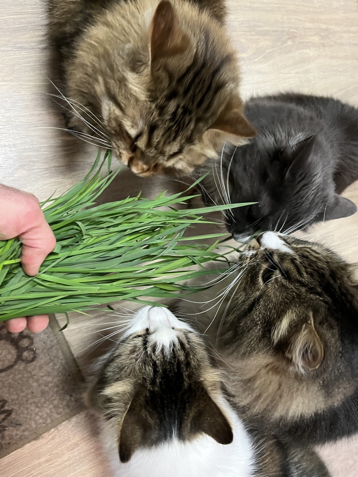 Тошка, Грей, Тимофей, Машка