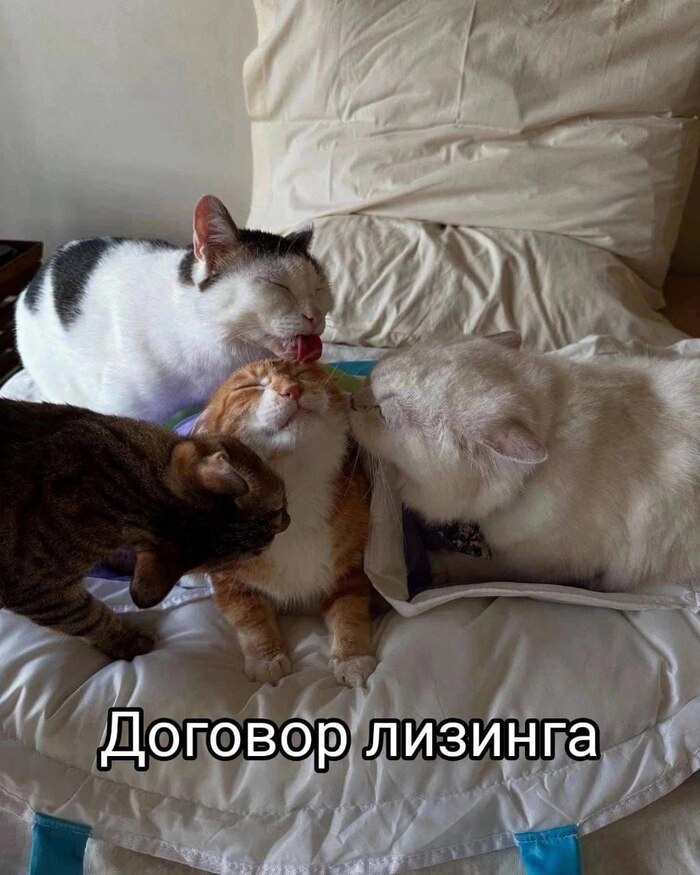  ,   , , ,  , ,  ,  ,  , Telegram ()