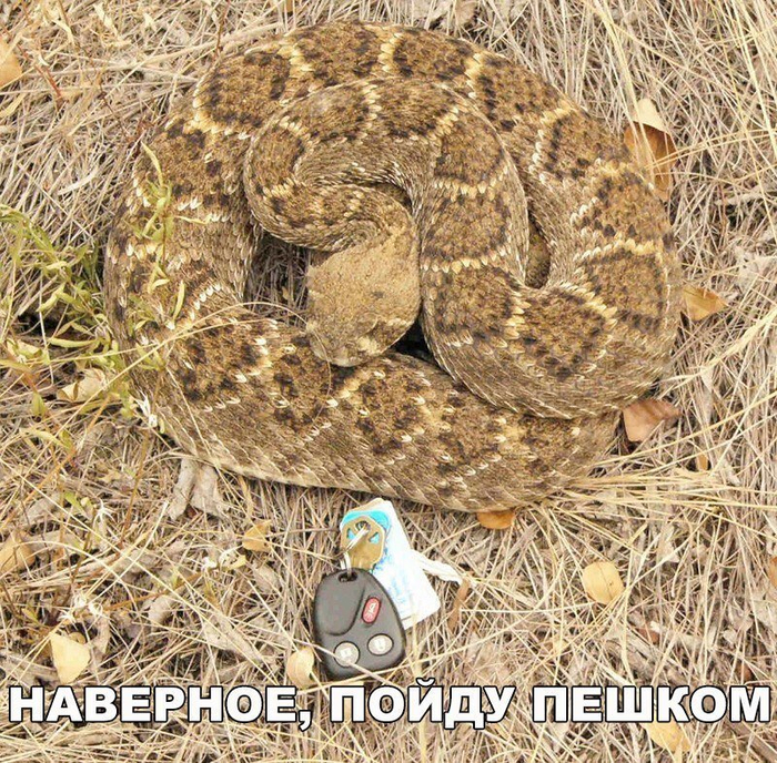 А вы встречали гремучую змею в свой жизни?