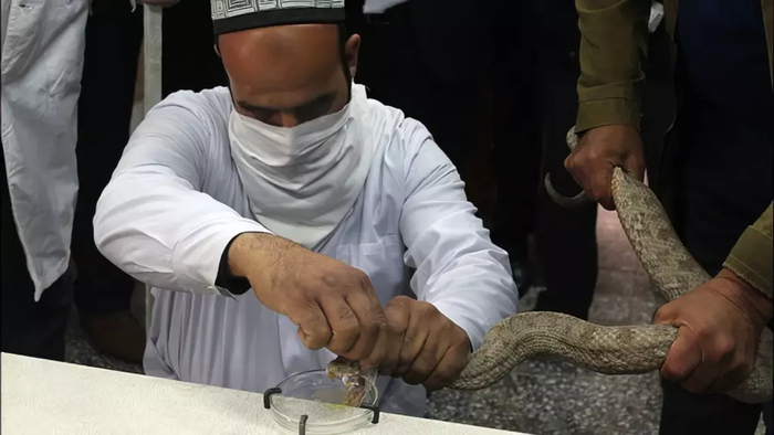 Специалист по добыче змеиного яда в Таджикистане