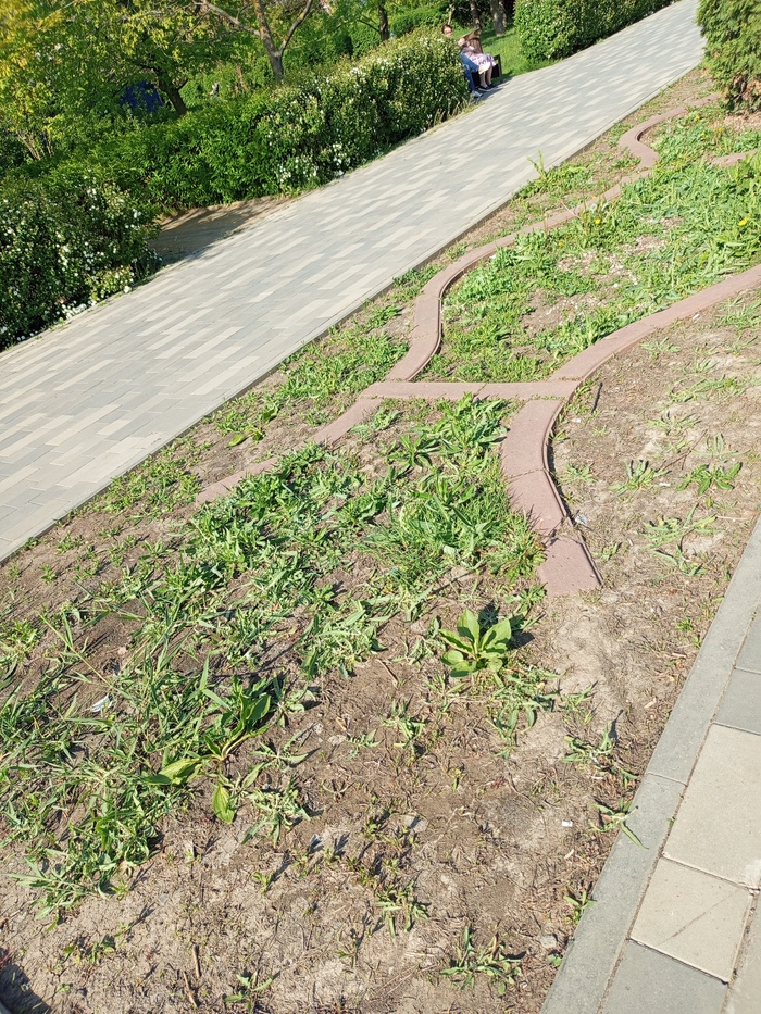 ТАК ЕСТЬ: Следов посадки цветов нет ни на одной клумбе. Кроме одуванчиков.