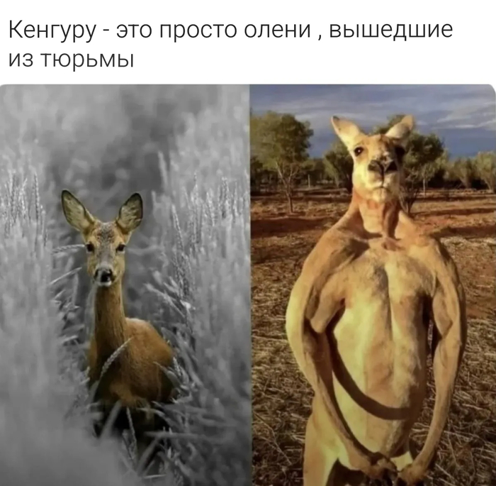     Telegram (), , , ,   , 