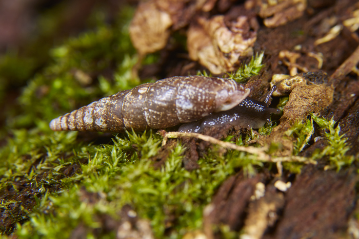 Cochlodina laminata -  .  ""  :)