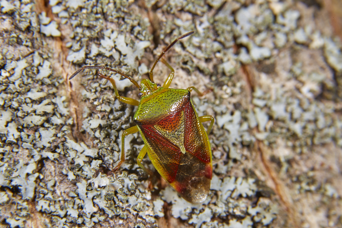 - Elasmostethus.        .