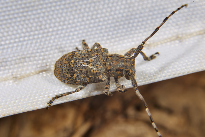 Mesosa myops -  .  .         :)))