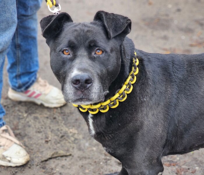 Дракон Шварц в поисках дома