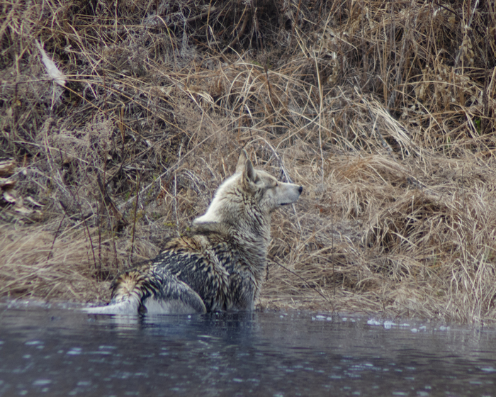 Немного презрения😅🐺