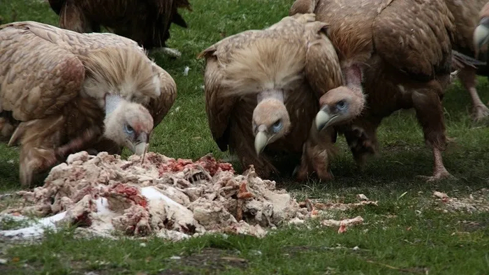 На похоронных площадках в Тибете постоянно обитают сотни грифов