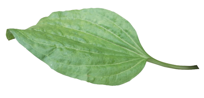 Подорожник: путешественник поневоле.