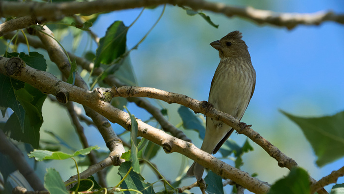 Чечевица – редкая фотодобыча, но часто и в московских парках можно услышать характерное "Витю видел?"
