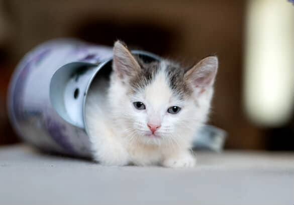 Очаровательные котята в поисках добрых хозяев!