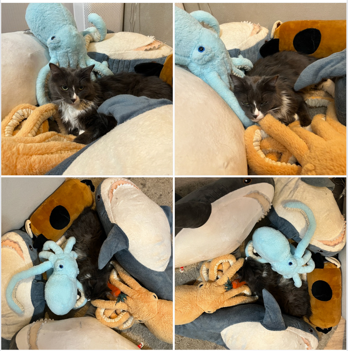 Найди кота...