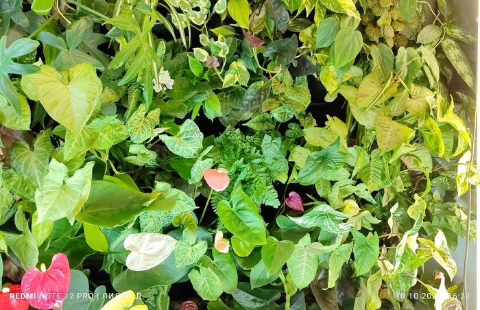 Аминокислоты & гуми калийные удобрения