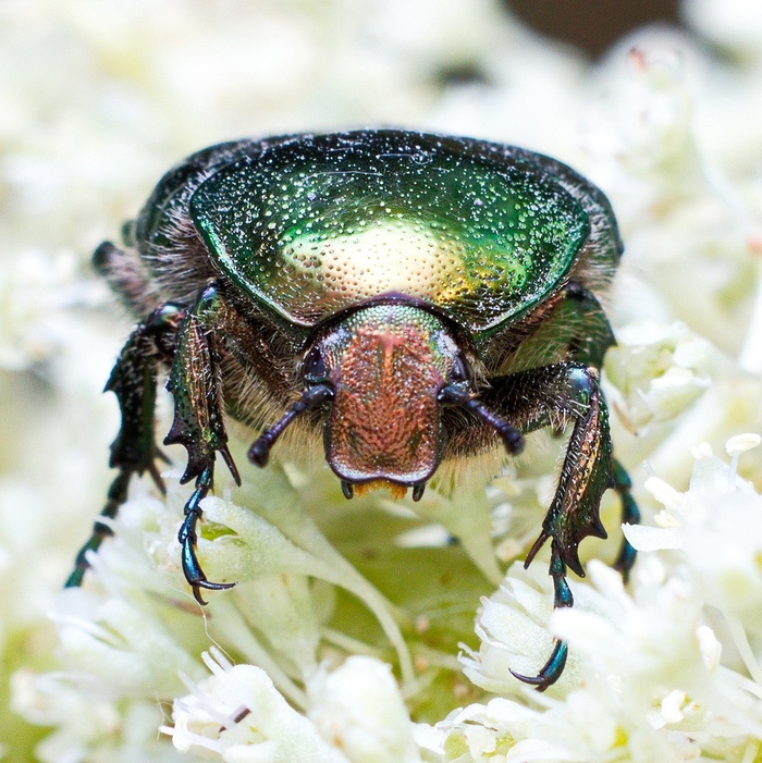  ,   (. Cetonia aurata)       (Scarabaeidae)