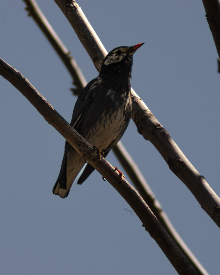 Красивая птица