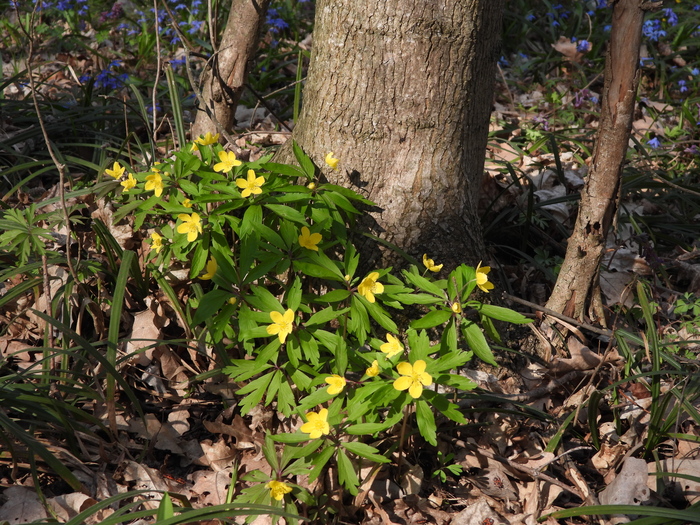  (Anemonoides ranunculoides).  . .