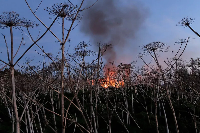 Высохший борщевик целенаправленно жгут, да только в этом мало толка — на следующий год он вырастет вновь