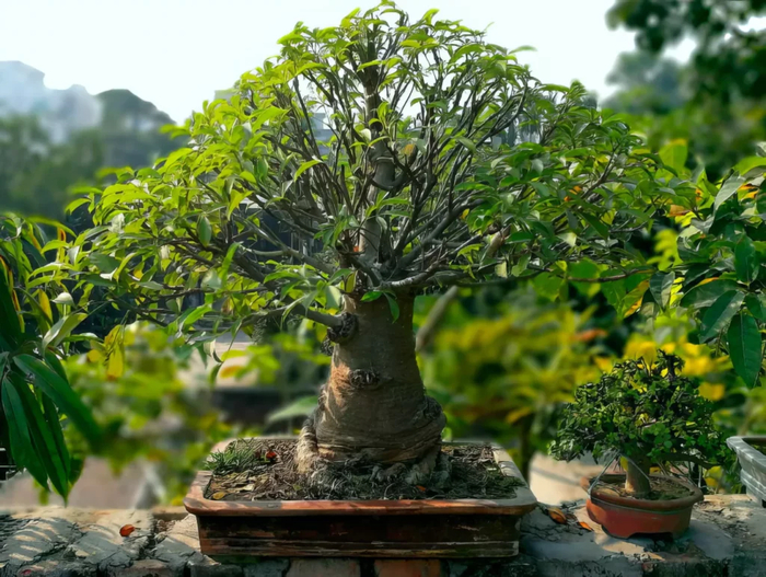 Баобаб в домашних условиях