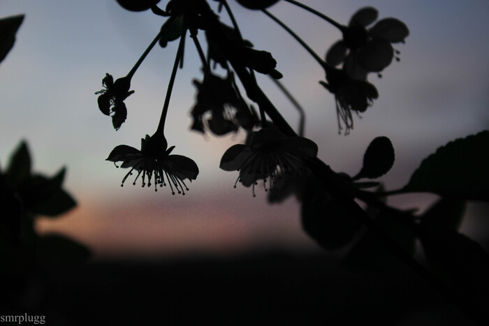    ,   , Canon, , , , , 